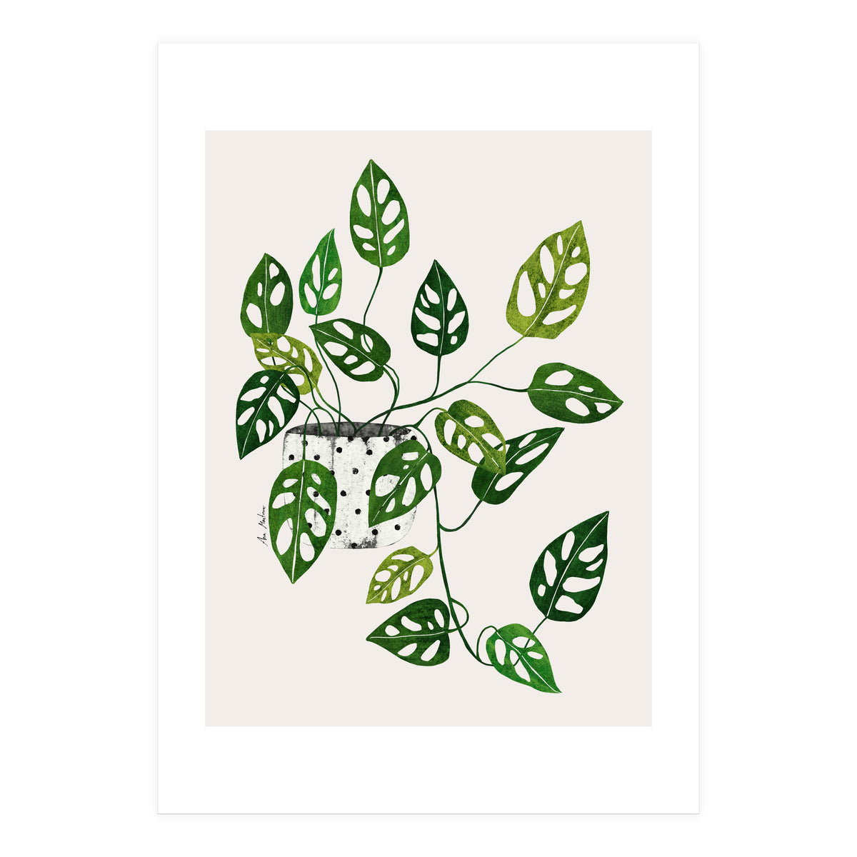 Monstera Obliqua Plant (Print Only)
