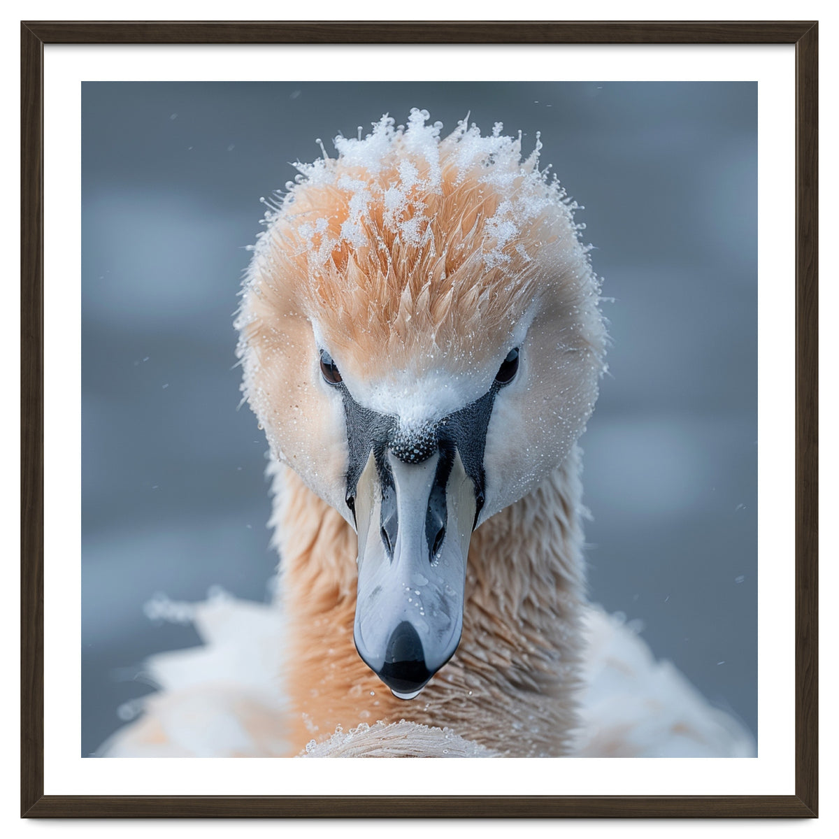 Majestic Swan Covered In Frost And Snow