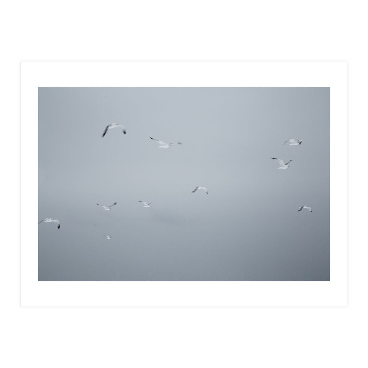 Flying seagulls in the winter sky (Print Only)