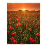 Poppies At Sunset (Print Only)