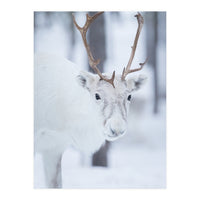 White Reindeer (Print Only)