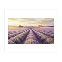Provençal Sunset: Lavender Field Landscape (Print Only)