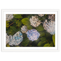 Hydrangeas | Landscape