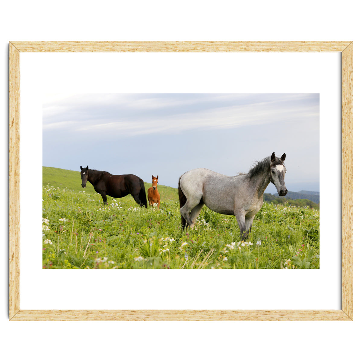 Equine Family