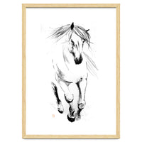 Runninh Ghorse In Water