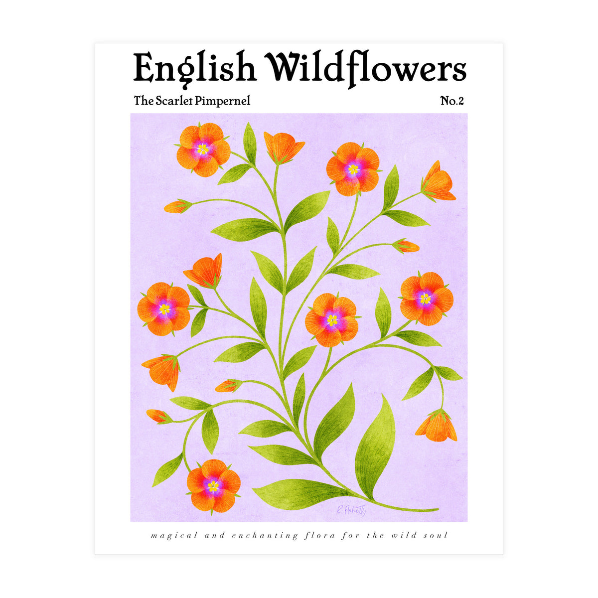 English Wildflowers | Scarlet Pimpernel  (Print Only)