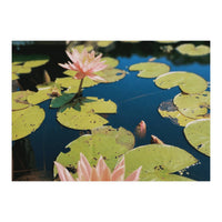 Lotus Pond | Landscape (Print Only)