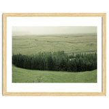 Small forest - Iceland thumbnail