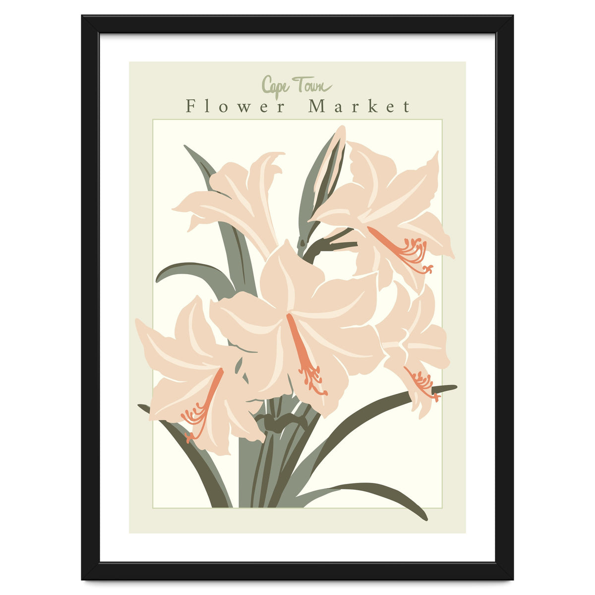 Flower Market Cap Town Amaryllis