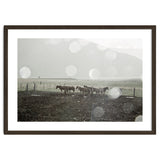 Horses under the sun shower - Iceland thumbnail