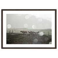 Horses under the sun shower - Iceland
