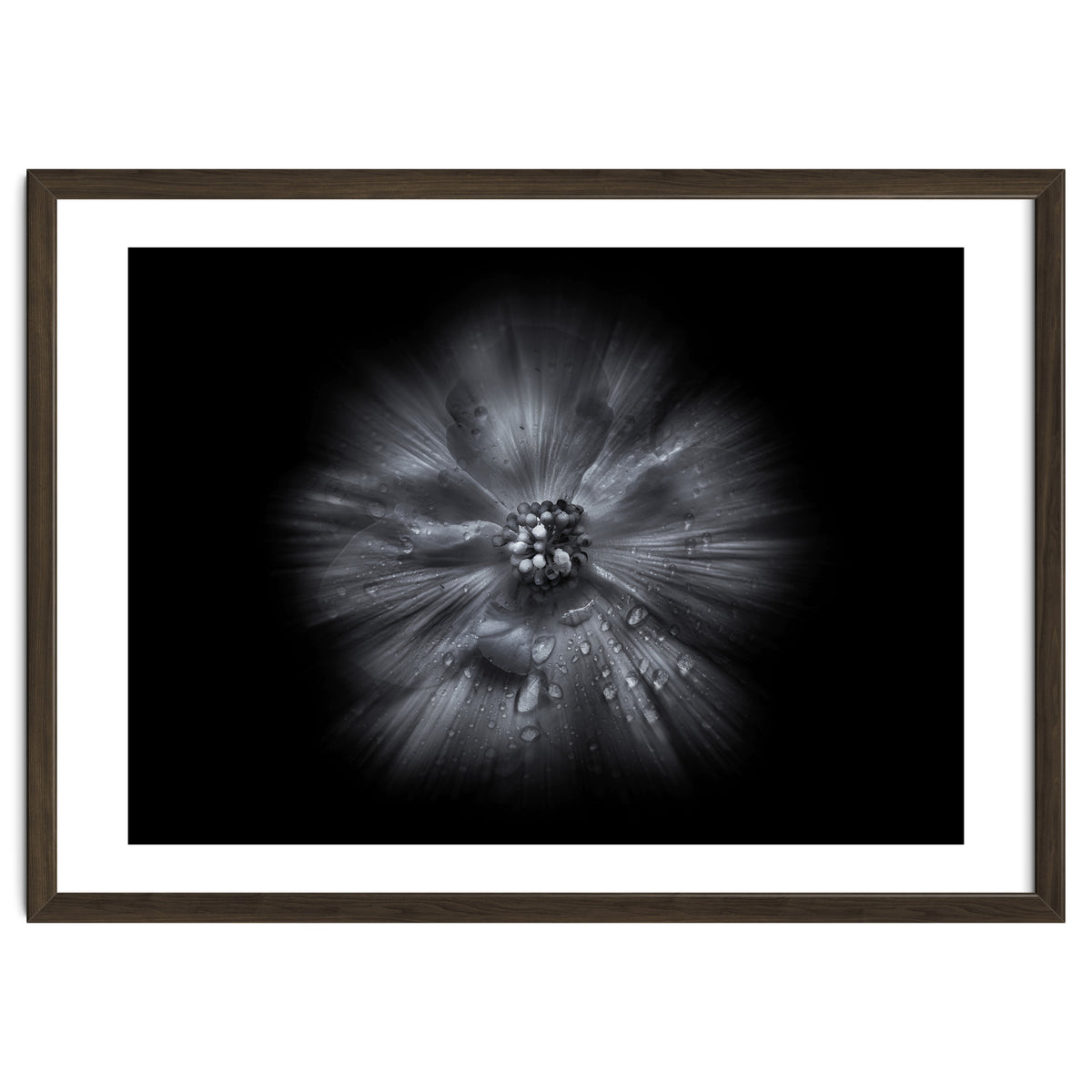 Backyard Flowers In Black And White No 66 Flow Version