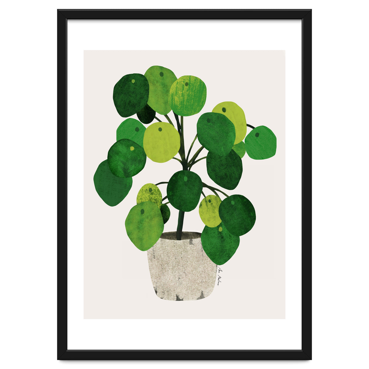 Pilea Plant