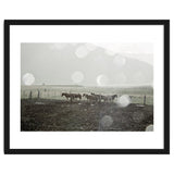 Horses under the sun shower - Iceland thumbnail