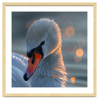 Close Up Of A Swan With Water Droplets