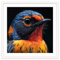 Vibrant Bird With Orange And Blue Plumage