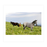 Equine Family (Print Only) thumbnail