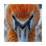 Close Up Of A Pelican's Beak With Water Droplets (Print Only) thumbnail