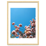 Pink Summer thumbnail