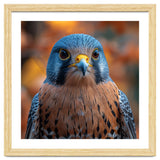Close Up Of A Kestrel Bird Of Prey Portrait thumbnail
