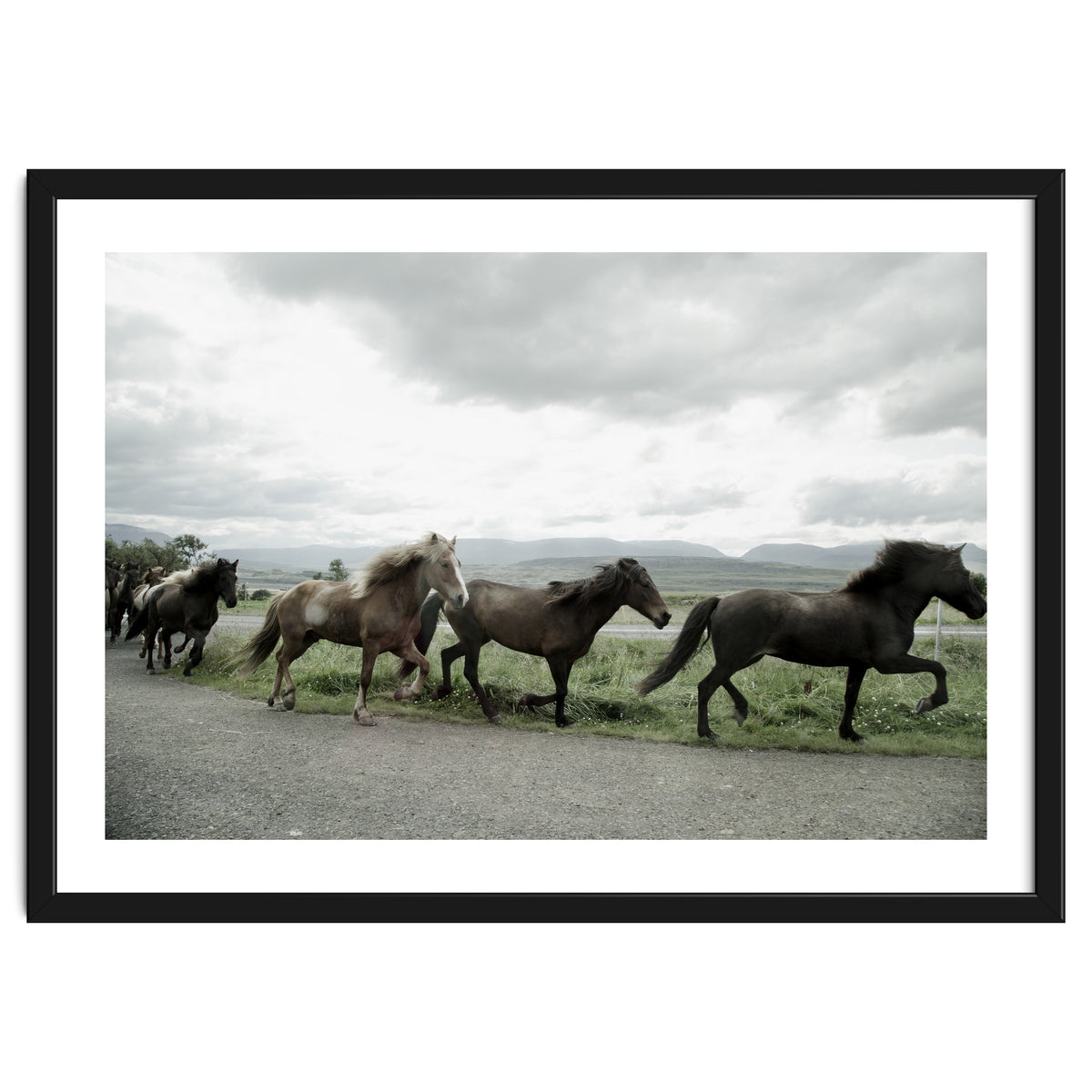 Running horses - Iceland