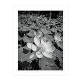 Hylas | Black & White (Print Only) thumbnail