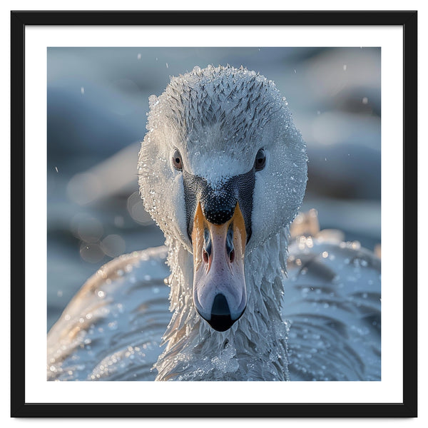 Close Up Of A Swan In Frost Winter Bird Close Up