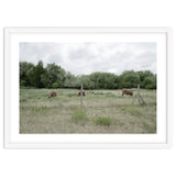 Cows in the farm thumbnail