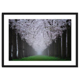 Cherry trees in the fog thumbnail