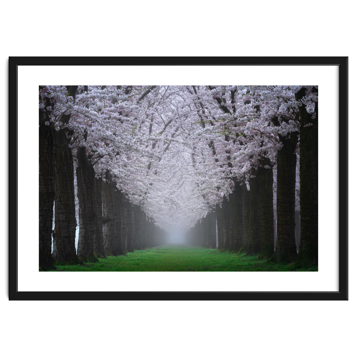 Cherry trees in the fog
