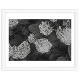 Hydrangeas | Black & White Landscape thumbnail