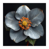 Hellebore | Silver Magic (Print Only) thumbnail