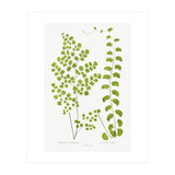 Edward Joseph Lowe – Adiantum Assimile and Adiantum Lunulatum (1856–1860) (Print Only) thumbnail