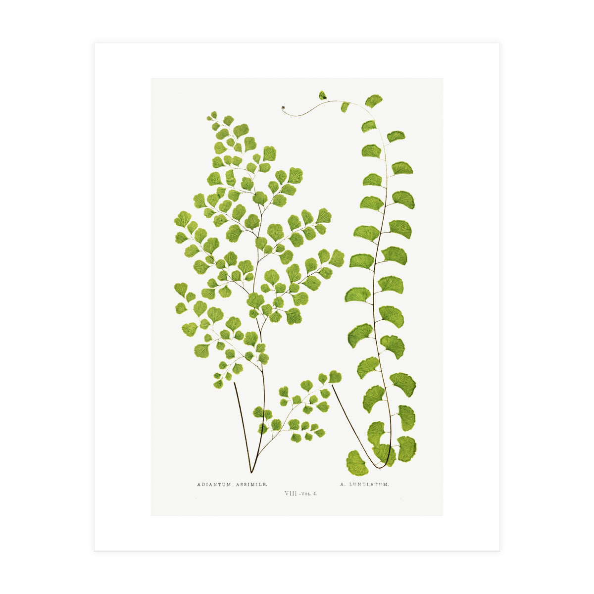 Edward Joseph Lowe – Adiantum Assimile and Adiantum Lunulatum (1856–1860) (Print Only)
