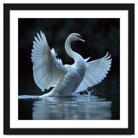 Majestic White Swan Spreading Wings On Water