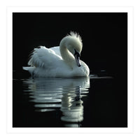 White Swan Gracefully Swimming In Dark Water (Print Only)
