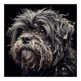 Old Dog 02 (Print Only) thumbnail