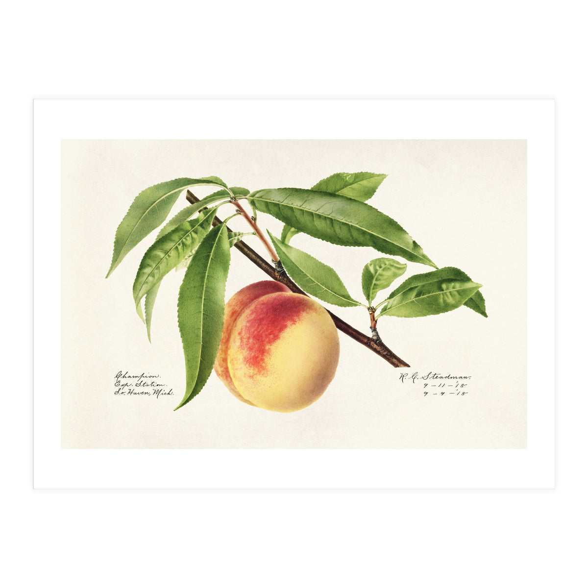 Royal Charles Steadman – Peach Twig (Prunus persica) (1918) (Print Only)