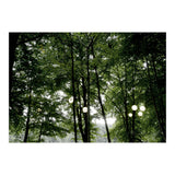 Light bulb among the trees in the summer forest (Print Only) thumbnail