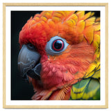 Close Up Sun Conure Parrot Eye Feathers thumbnail