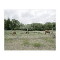 Cows in the farm (Print Only)