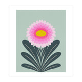 Chrysanthemum - turquoise and pink (Print Only) thumbnail