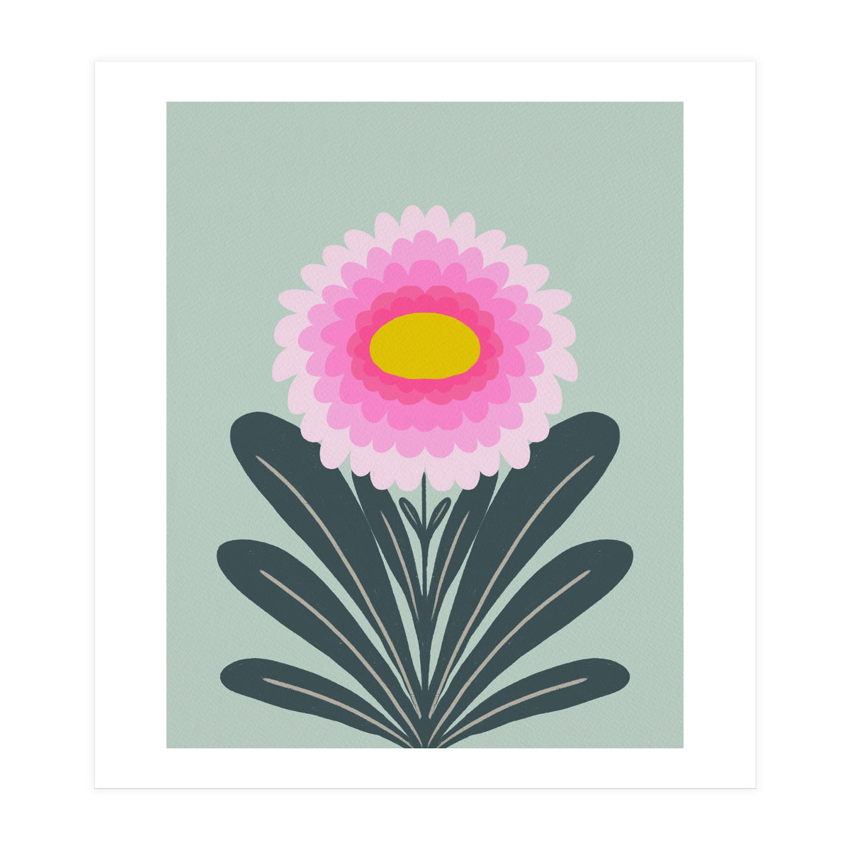 Chrysanthemum - turquoise and pink (Print Only)