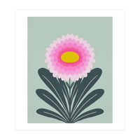 Chrysanthemum - turquoise and pink (Print Only)