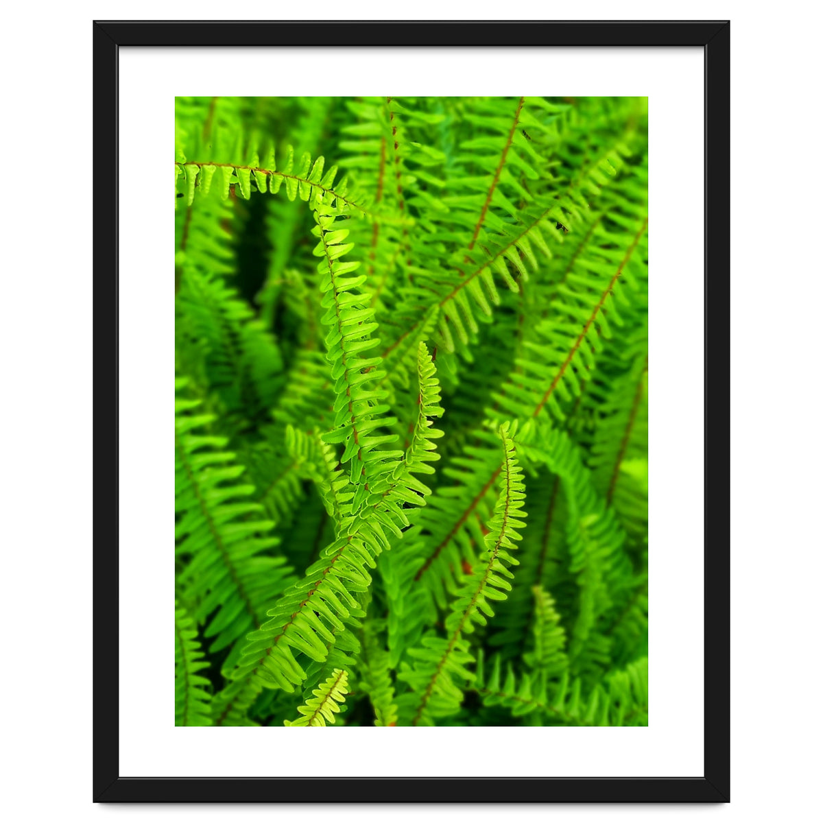 Green Ferns