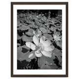 Hylas | Black & White thumbnail