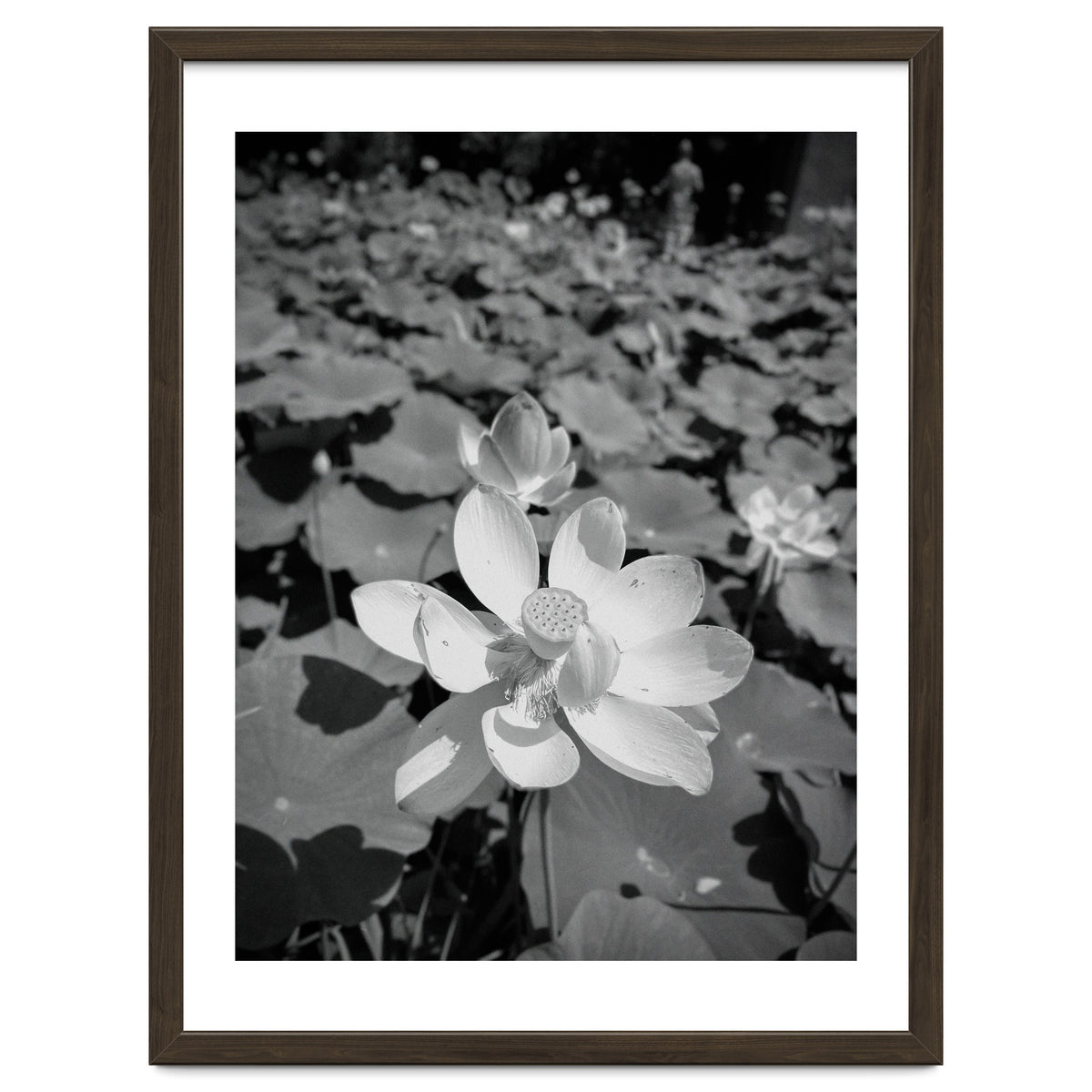 Hylas | Black & White