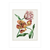 John Edwards – Various Tulips (1791) (Print Only)