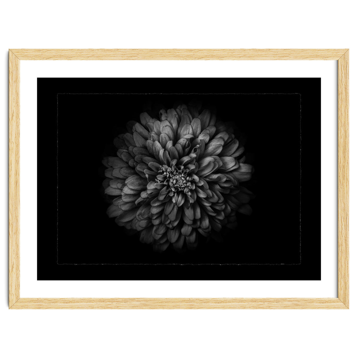 Backyard Flowers In Black And White No 68 with Border