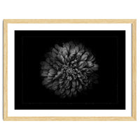 Backyard Flowers In Black And White No 68 with Border